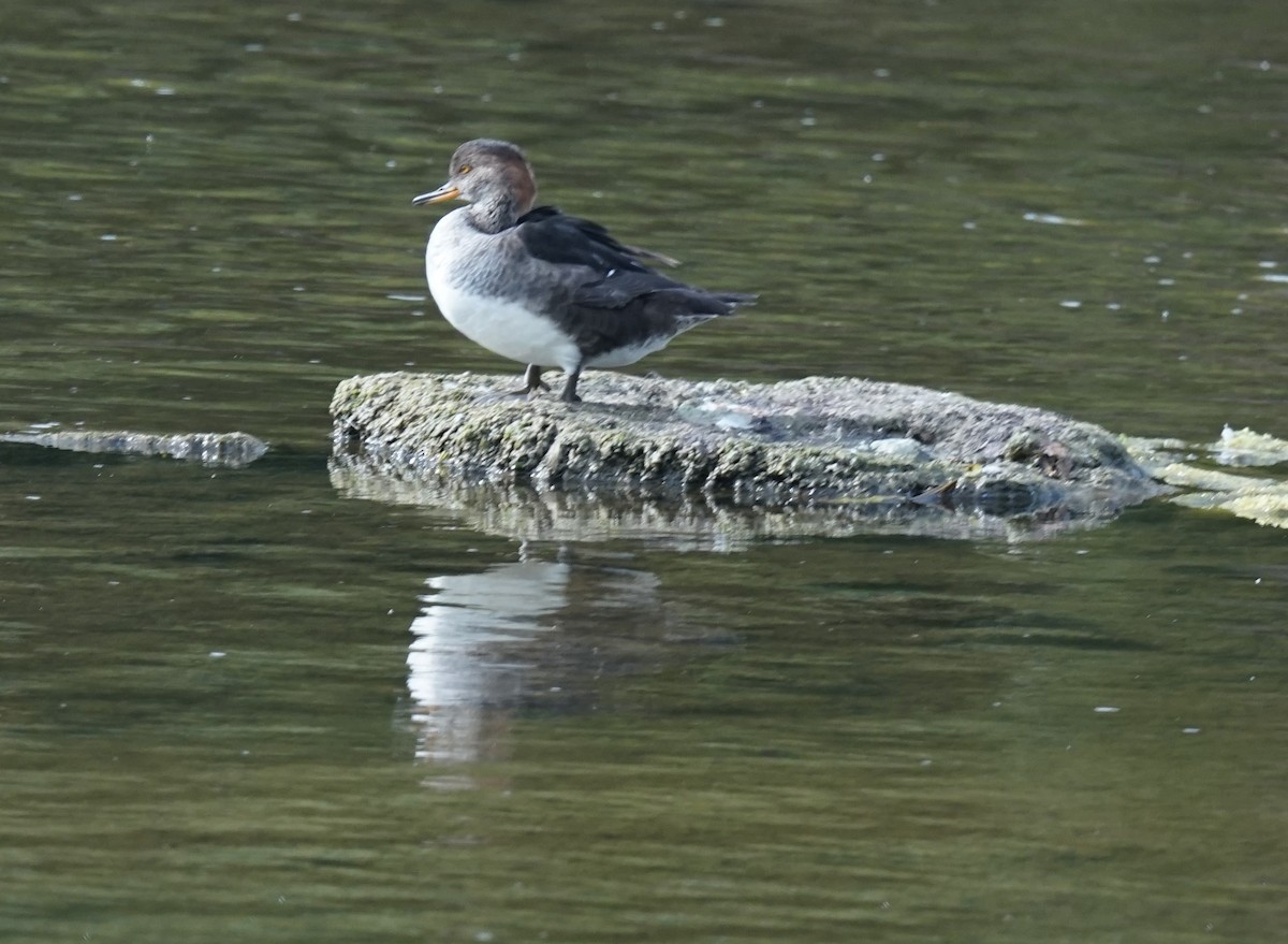 Hooded Merganser - ML624116632