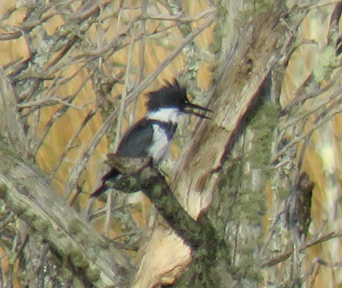 Belted Kingfisher - Roger Debenham