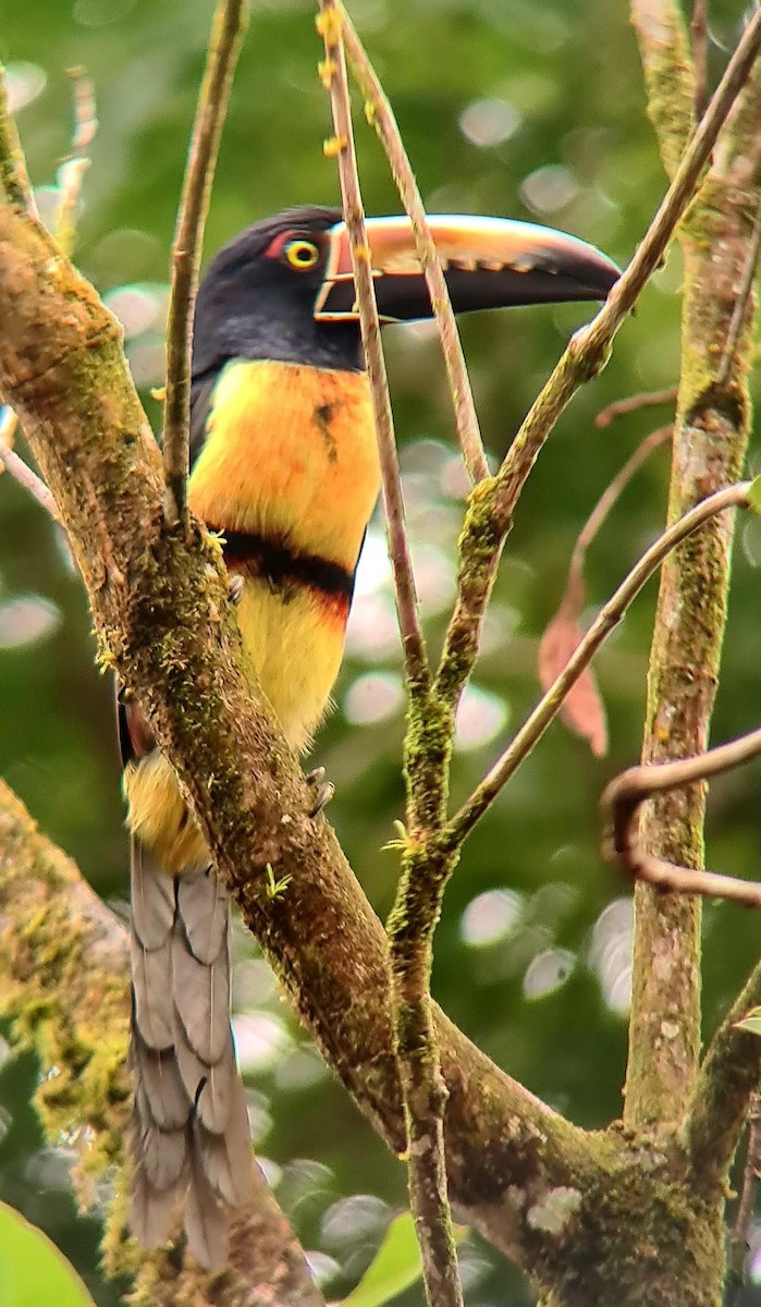 Collared Aracari - ML624116640