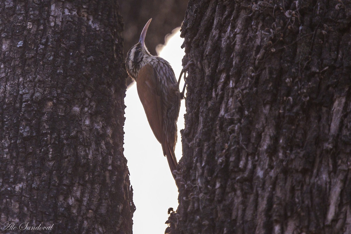 Narrow-billed Woodcreeper - ML624116641