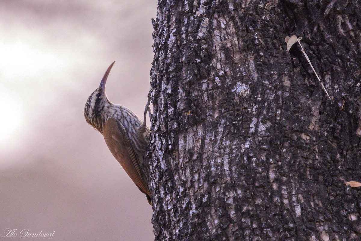 Narrow-billed Woodcreeper - ML624116642