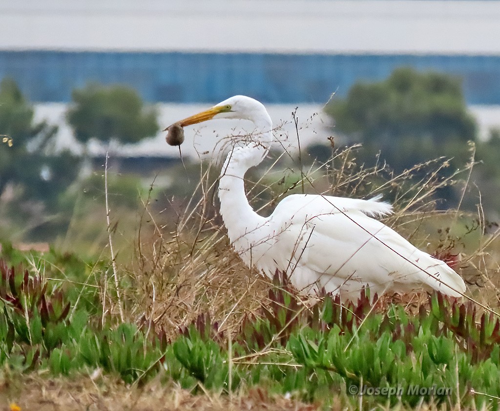 Great Egret - Joseph Morlan