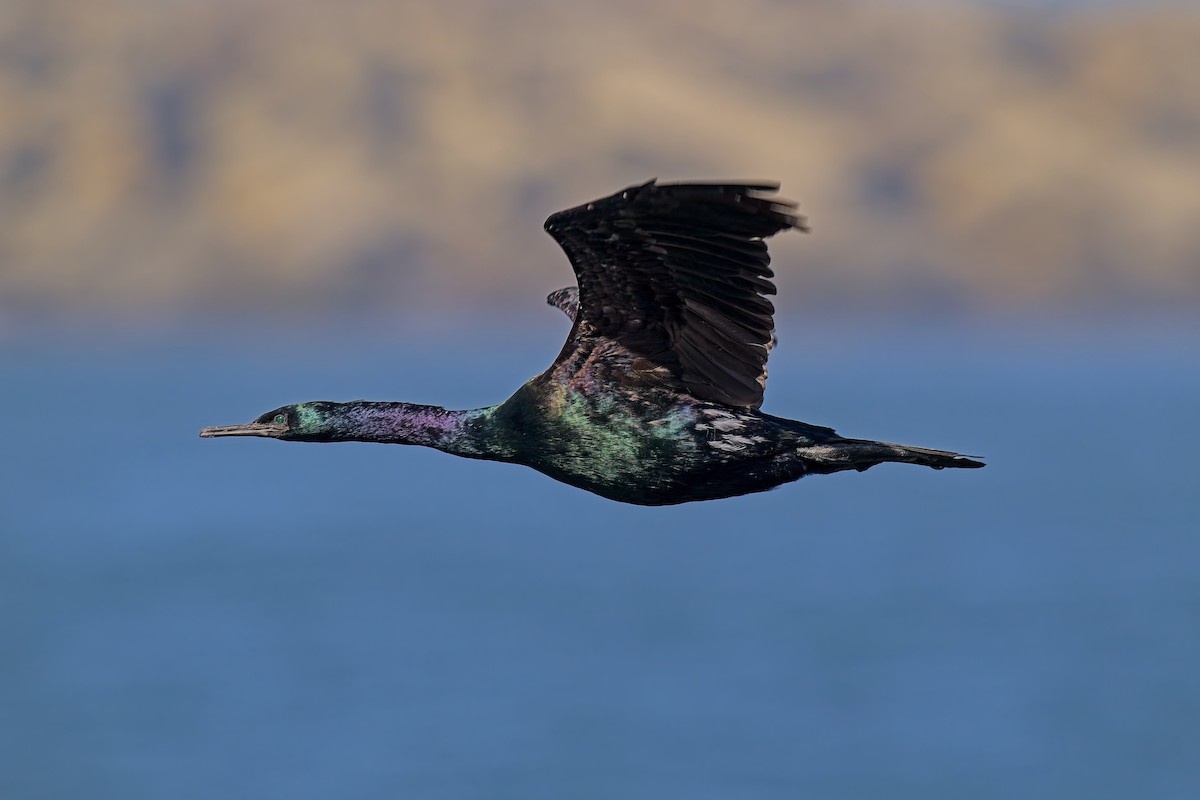 Pelagic Cormorant - ML624116645