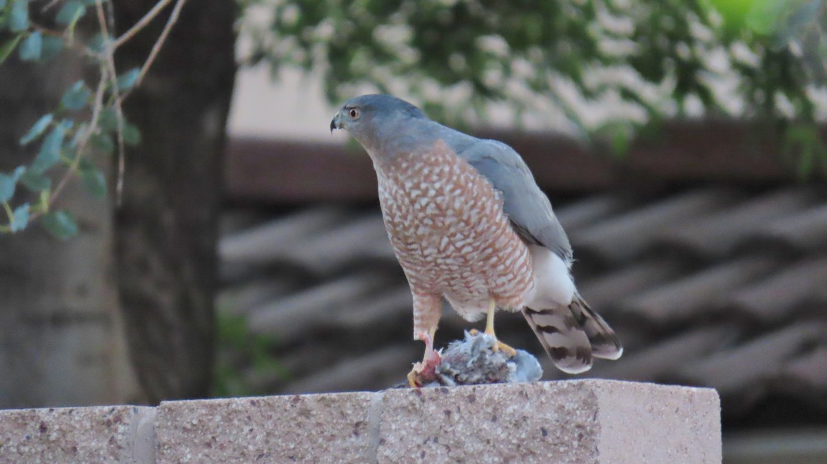 Cooper's Hawk - ML624116648