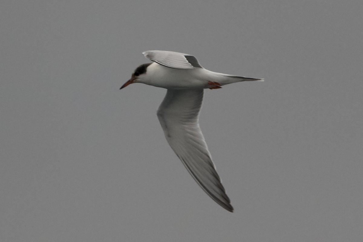 Common Tern - ML624116649