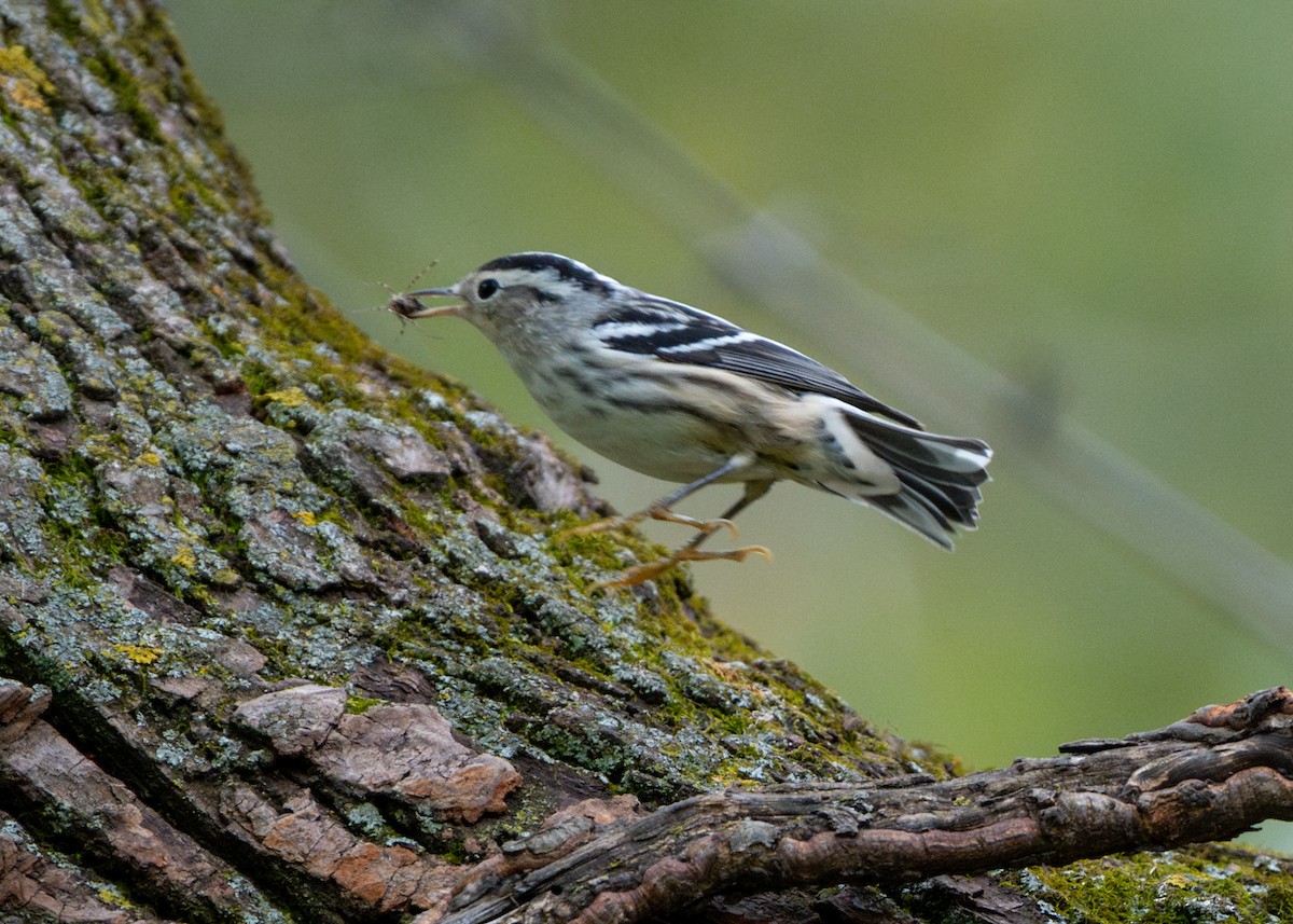 Black-and-white Warbler - Dori Eldridge