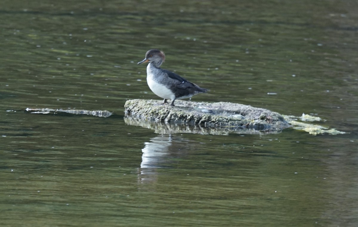 Hooded Merganser - ML624116655