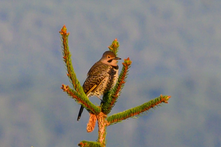 Northern Flicker - ML624116656