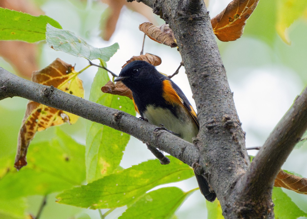 American Redstart - ML624116657