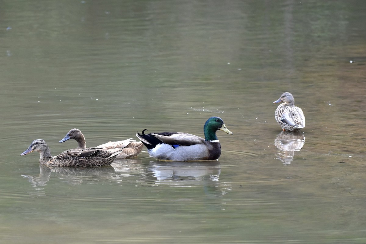 Canard colvert - ML624116658