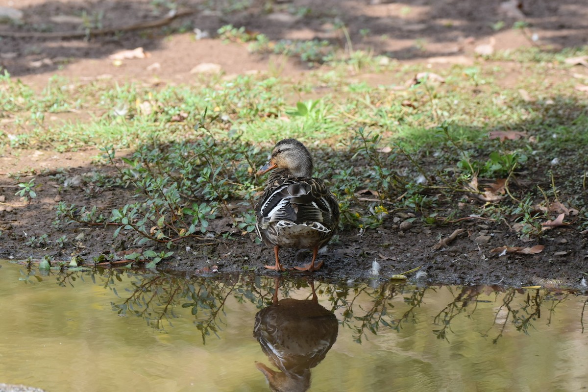 Canard colvert - ML624116659