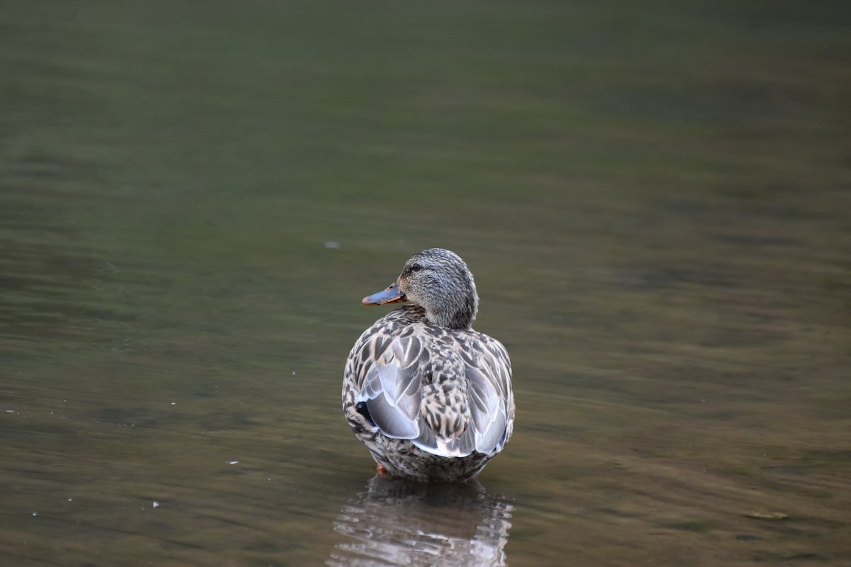 Canard colvert - ML624116664