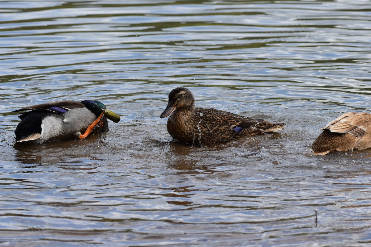 Canard colvert - ML624116665