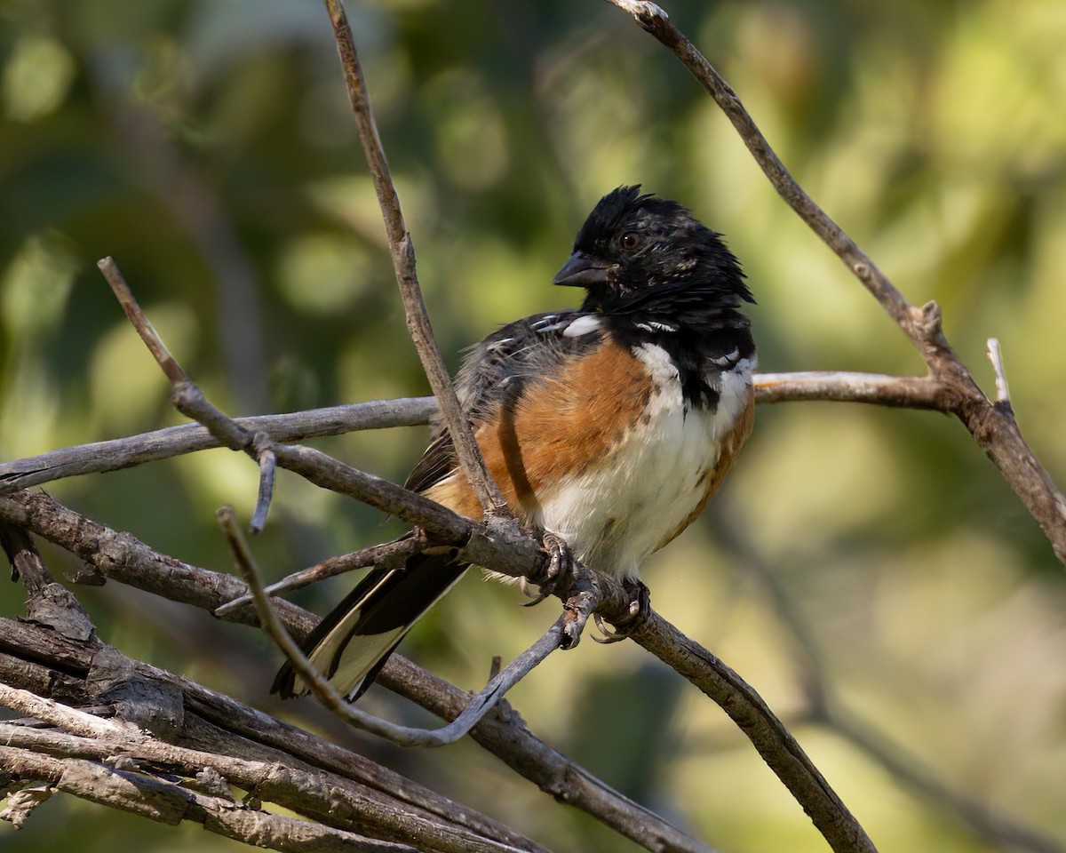 Spotted Towhee - ML624116666