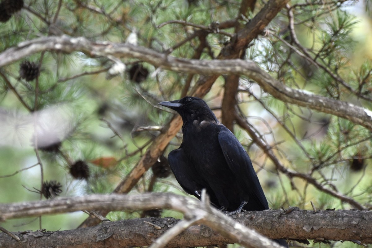 American Crow - ML624116667