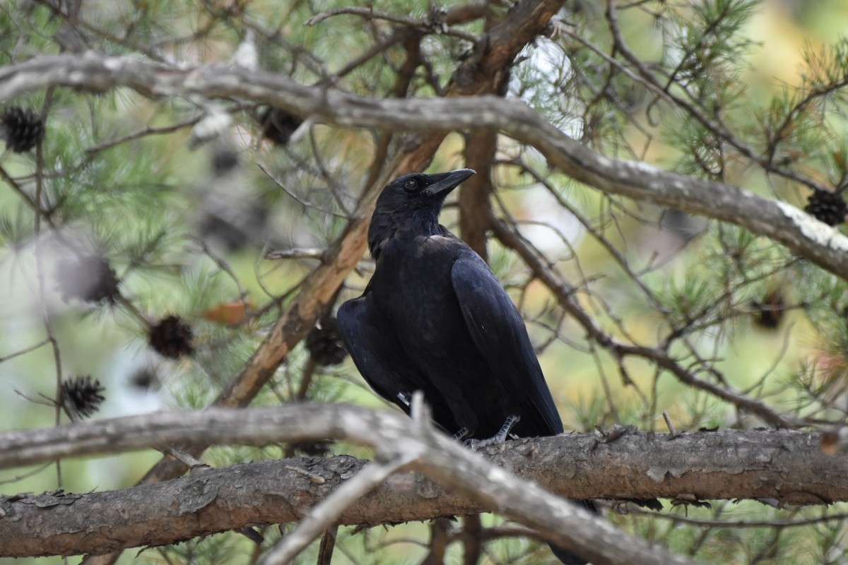 American Crow - ML624116668