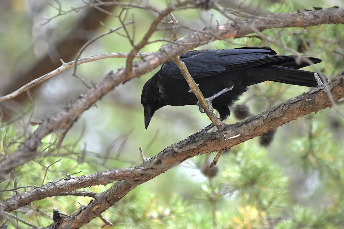 American Crow - ML624116669