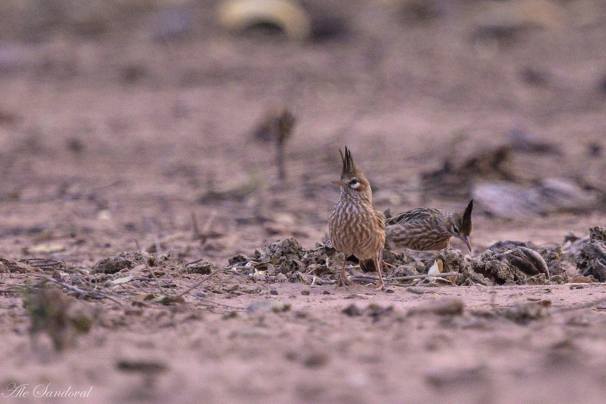 Lark-like Brushrunner - ML624116672