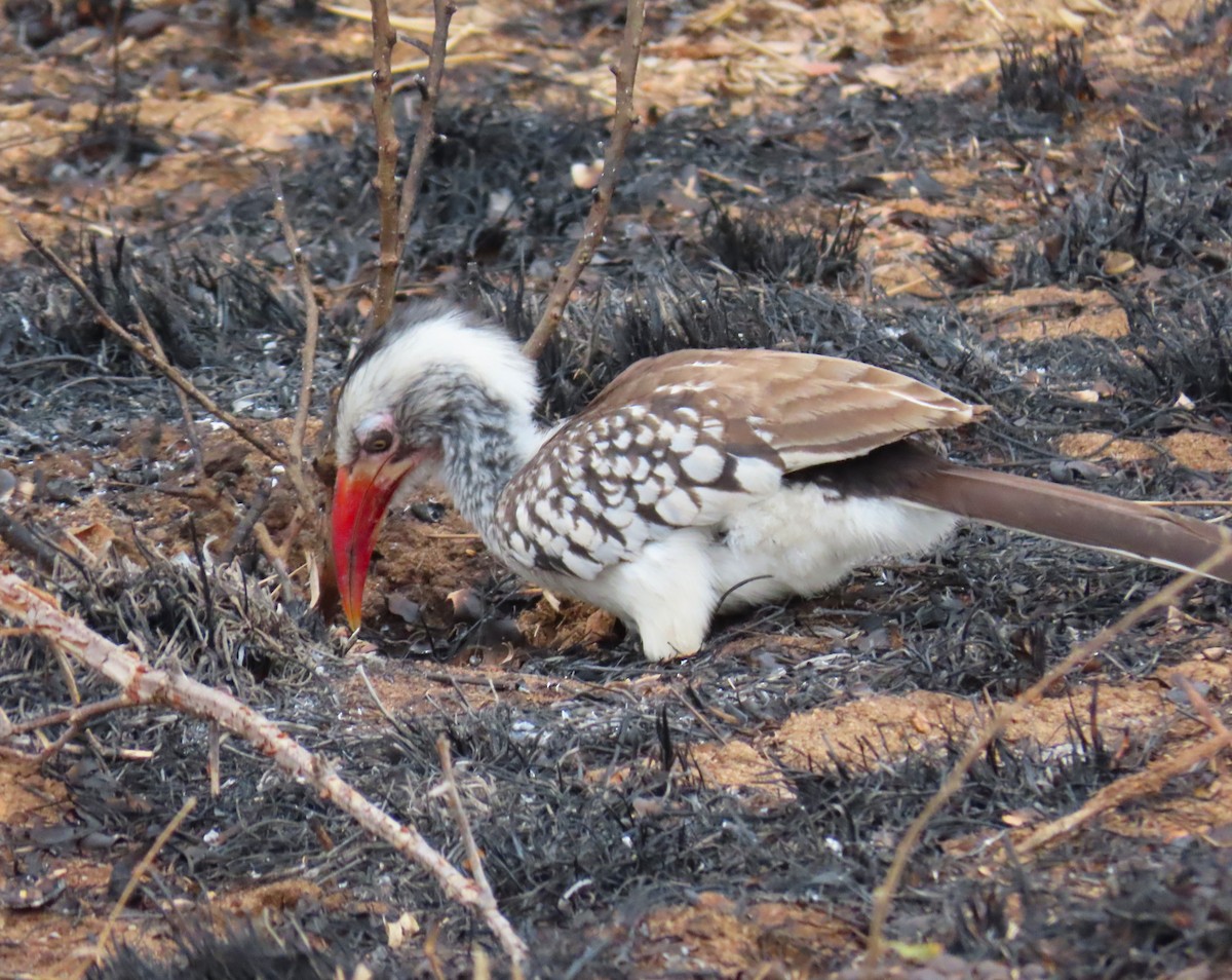 Southern Red-billed Hornbill - ML624116677