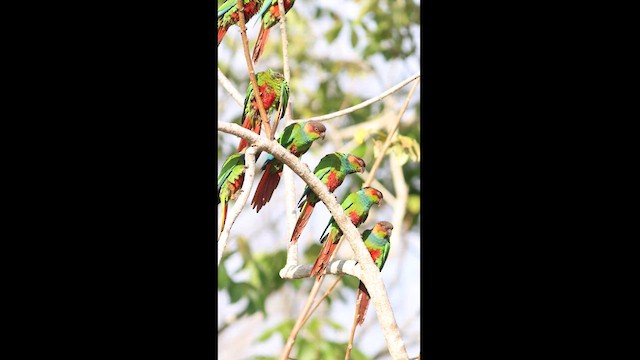 Conure tiriba - ML624116678