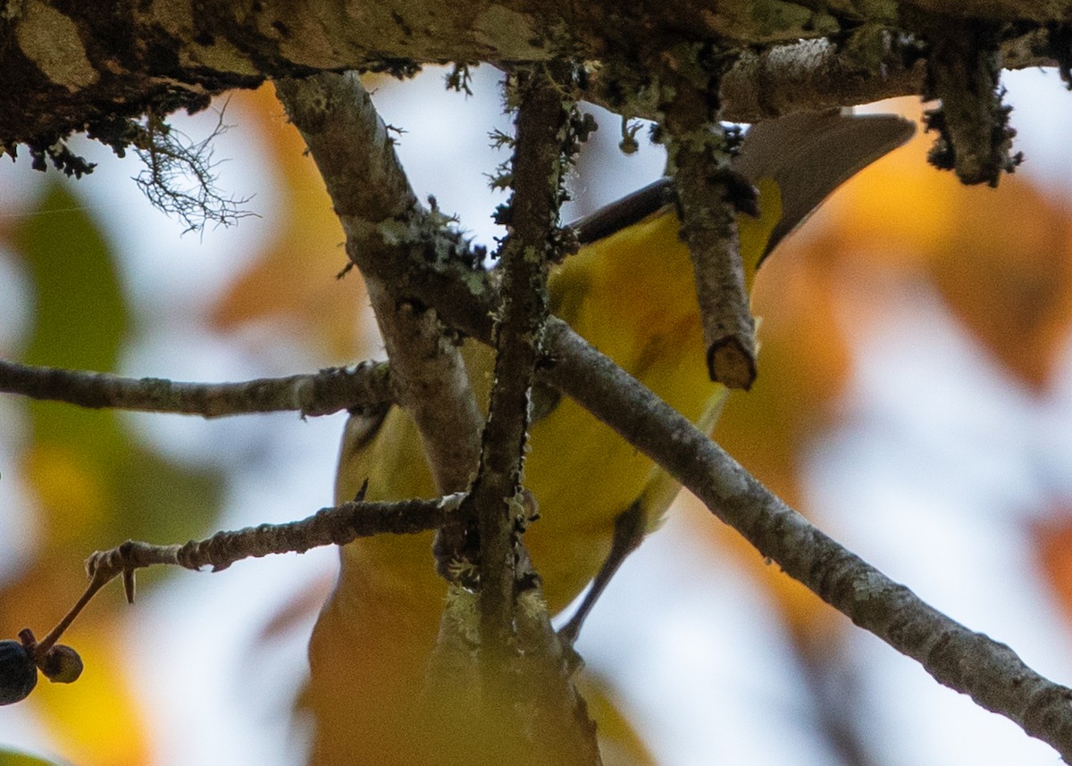 Swainson's Thrush - ML624116679