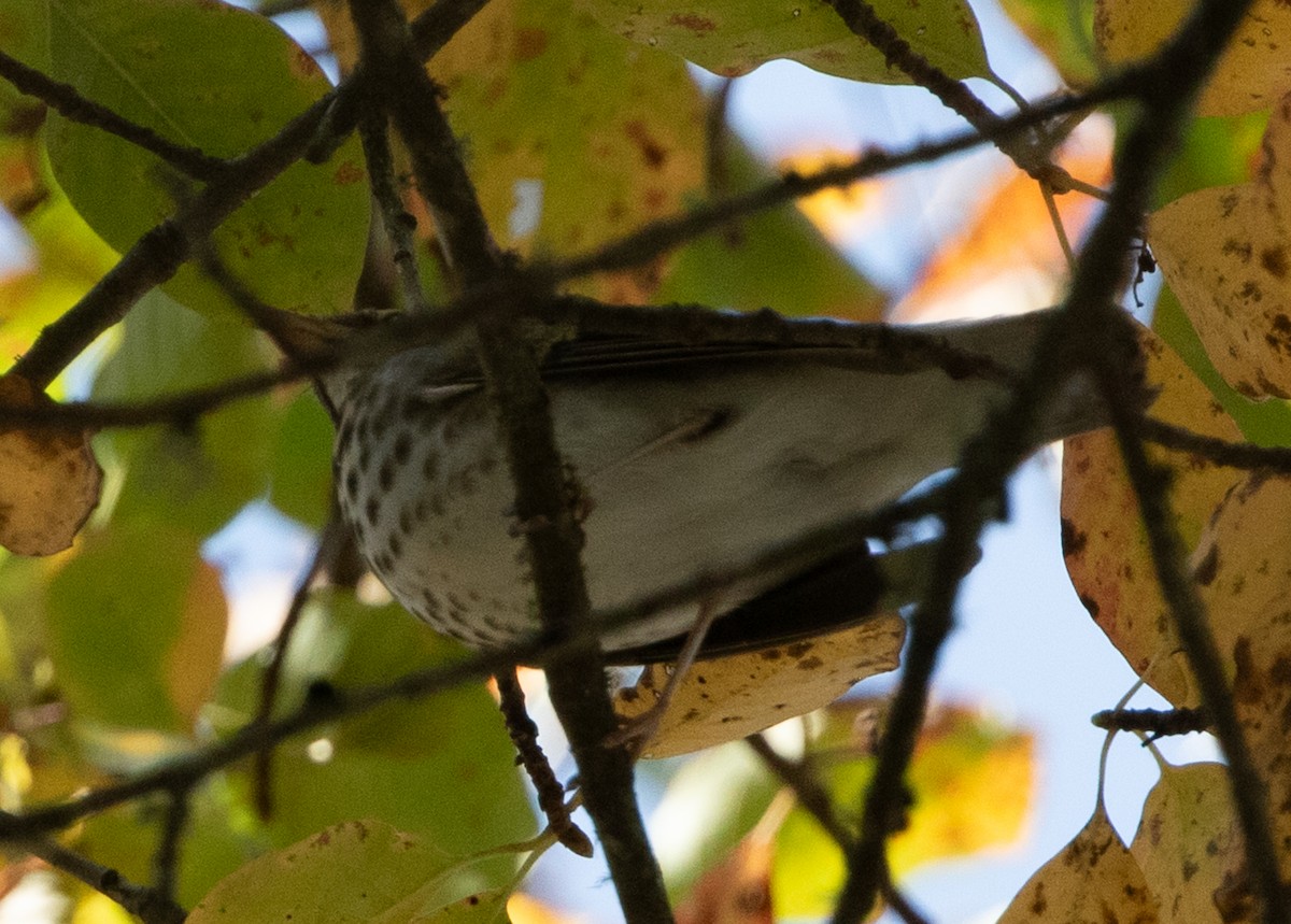 Swainson's Thrush - ML624116680