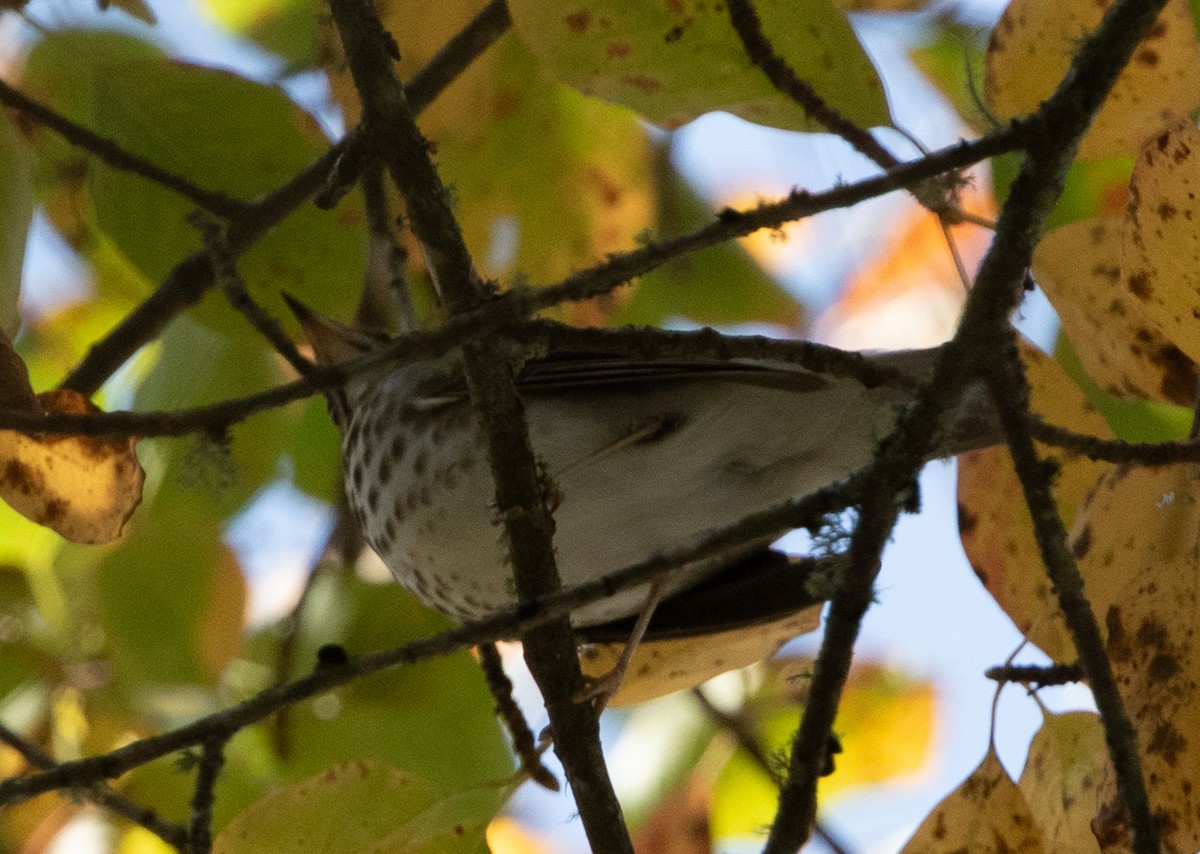 Swainson's Thrush - ML624116681