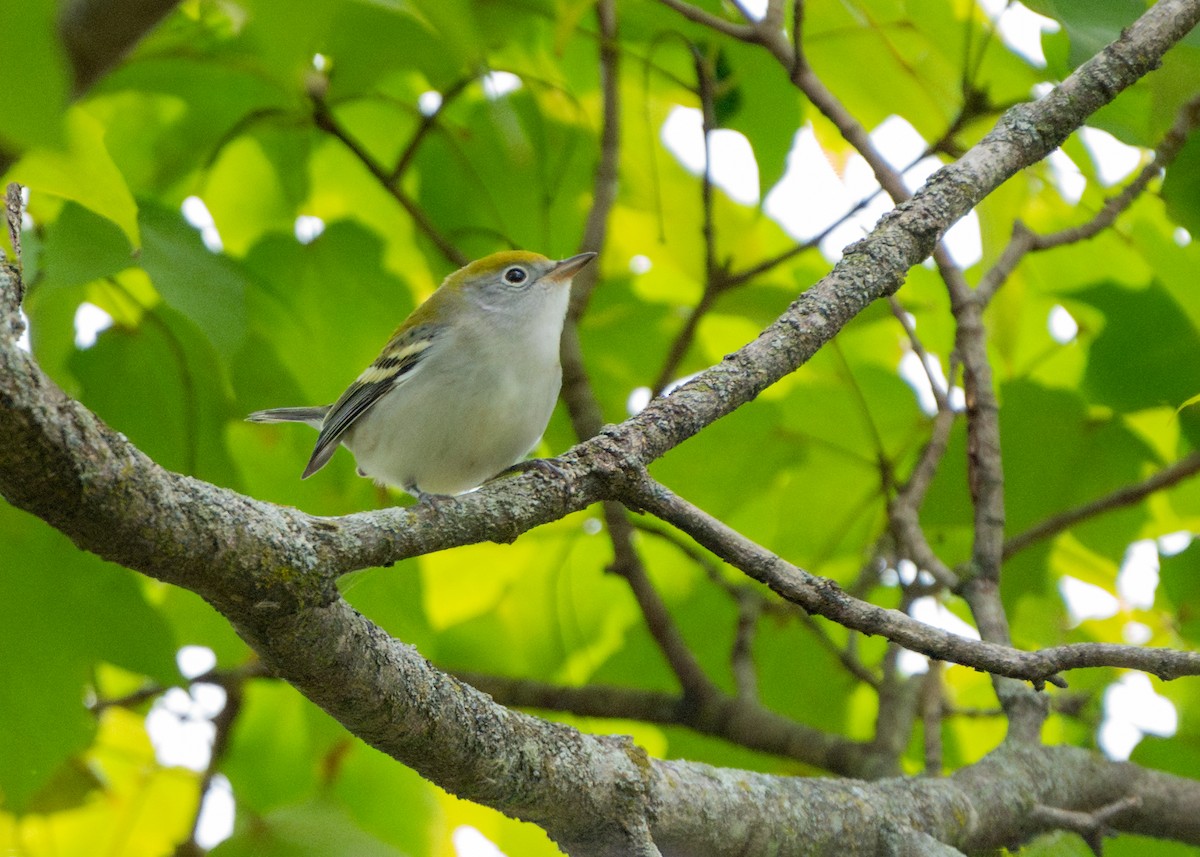 Chestnut-sided Warbler - Dori Eldridge