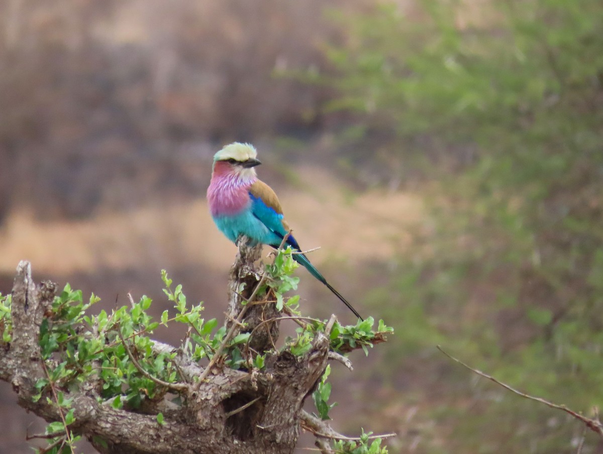 Lilac-breasted Roller - Susan Disher