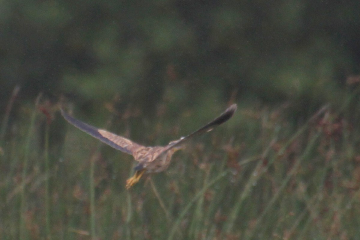 Yellow Bittern - ML624116715