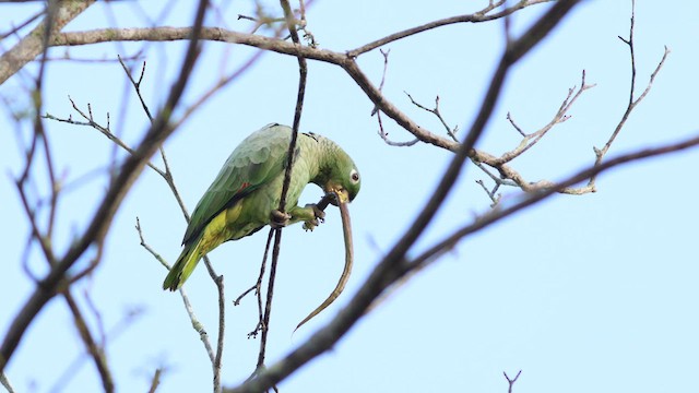 Mealy Parrot - ML624116717