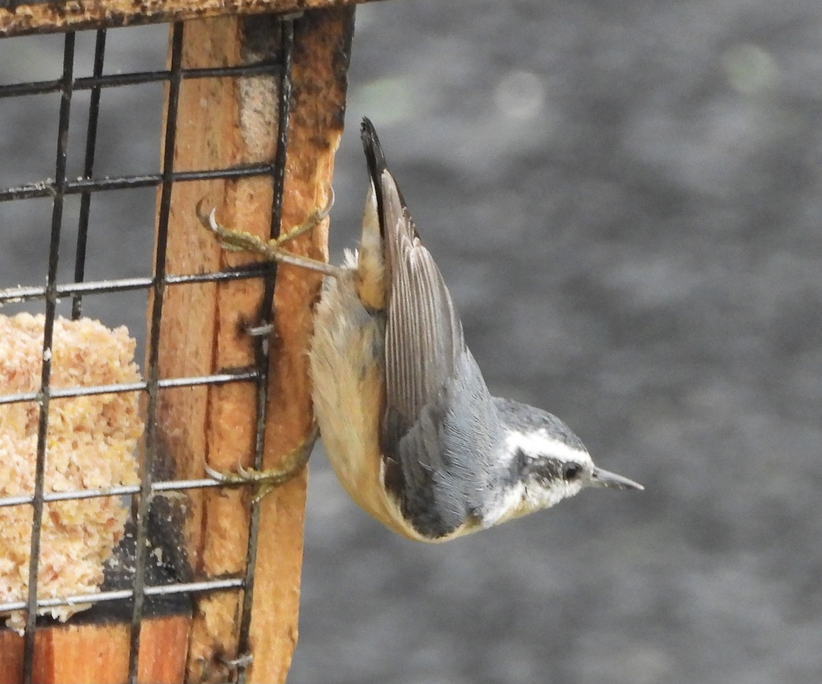 Red-breasted Nuthatch - ML624116718