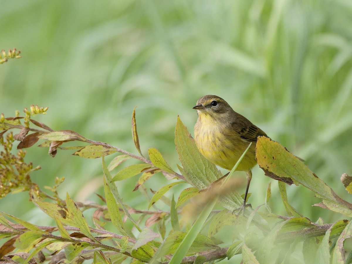 Palm Warbler - ML624116720