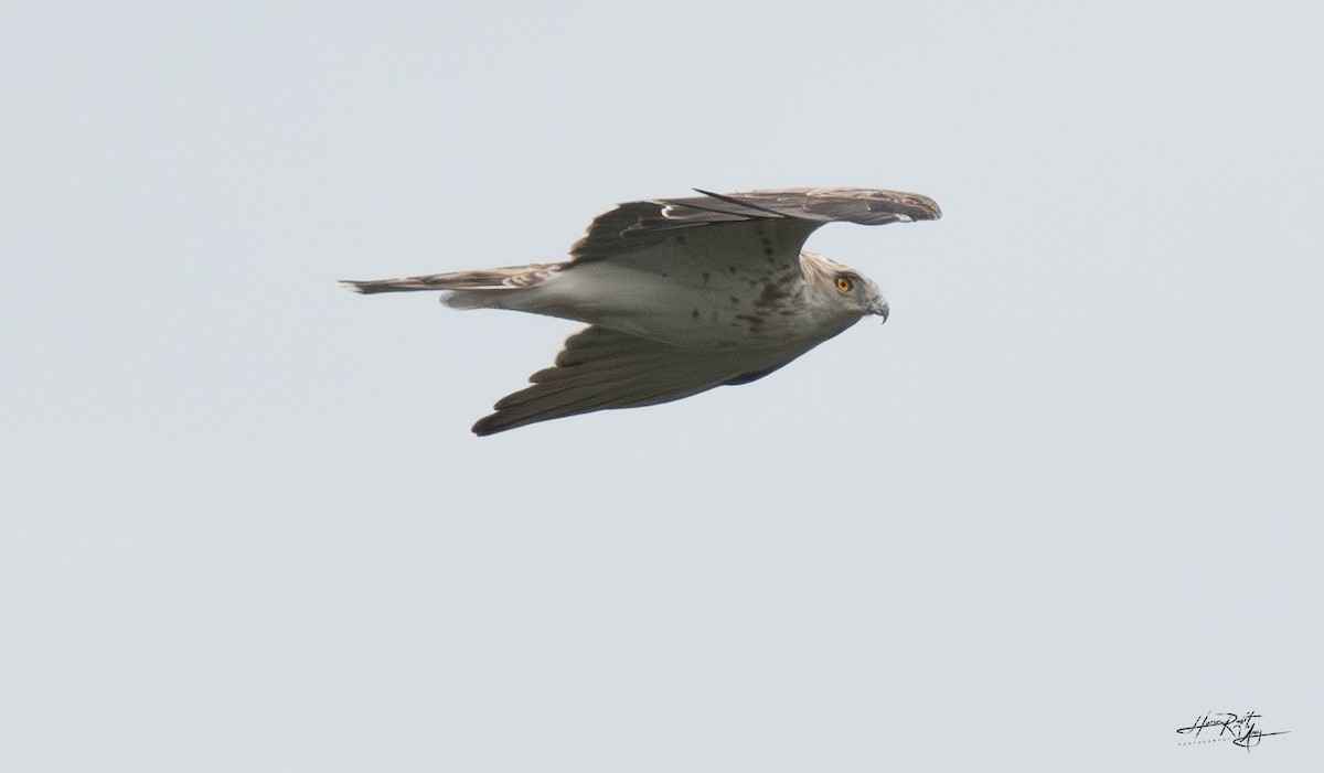 Short-toed Snake-Eagle - ML624116721