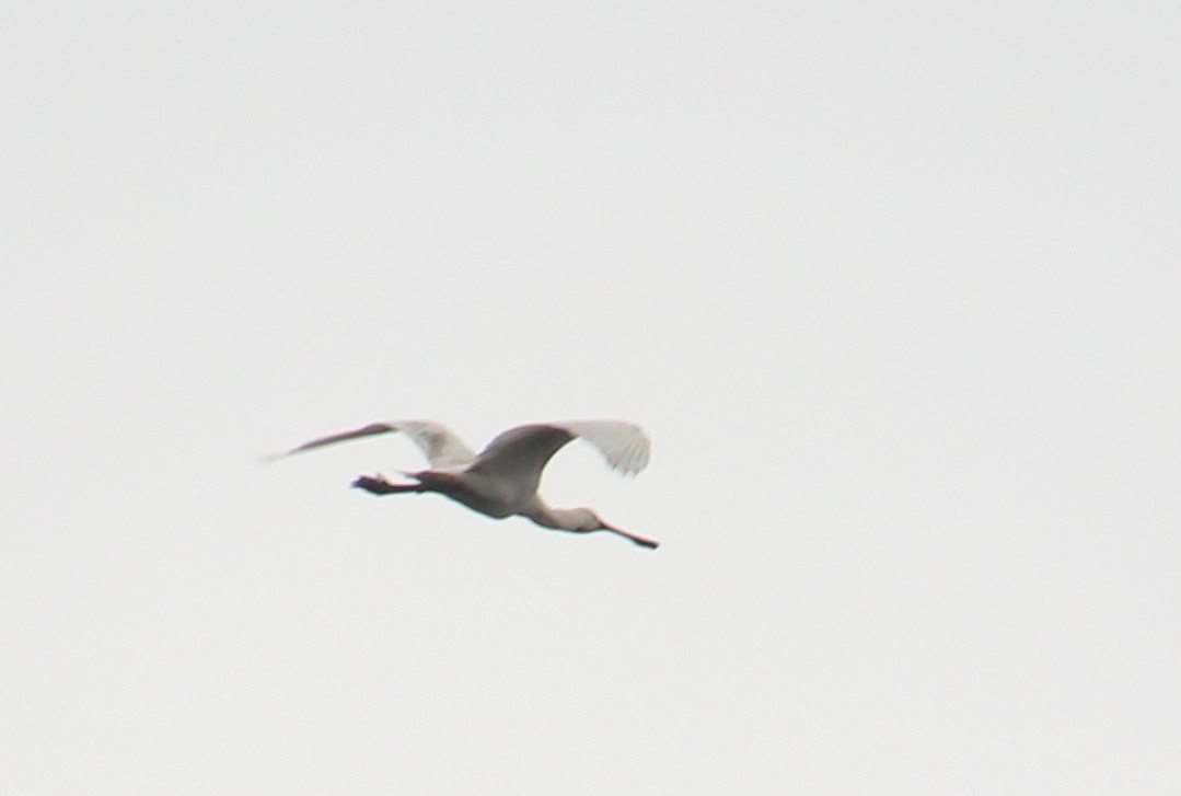 Eurasian Spoonbill - Atharva Kasturia