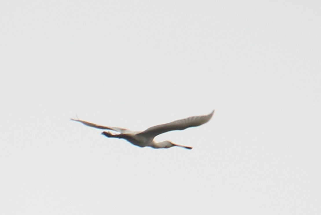 Eurasian Spoonbill - ML624116723