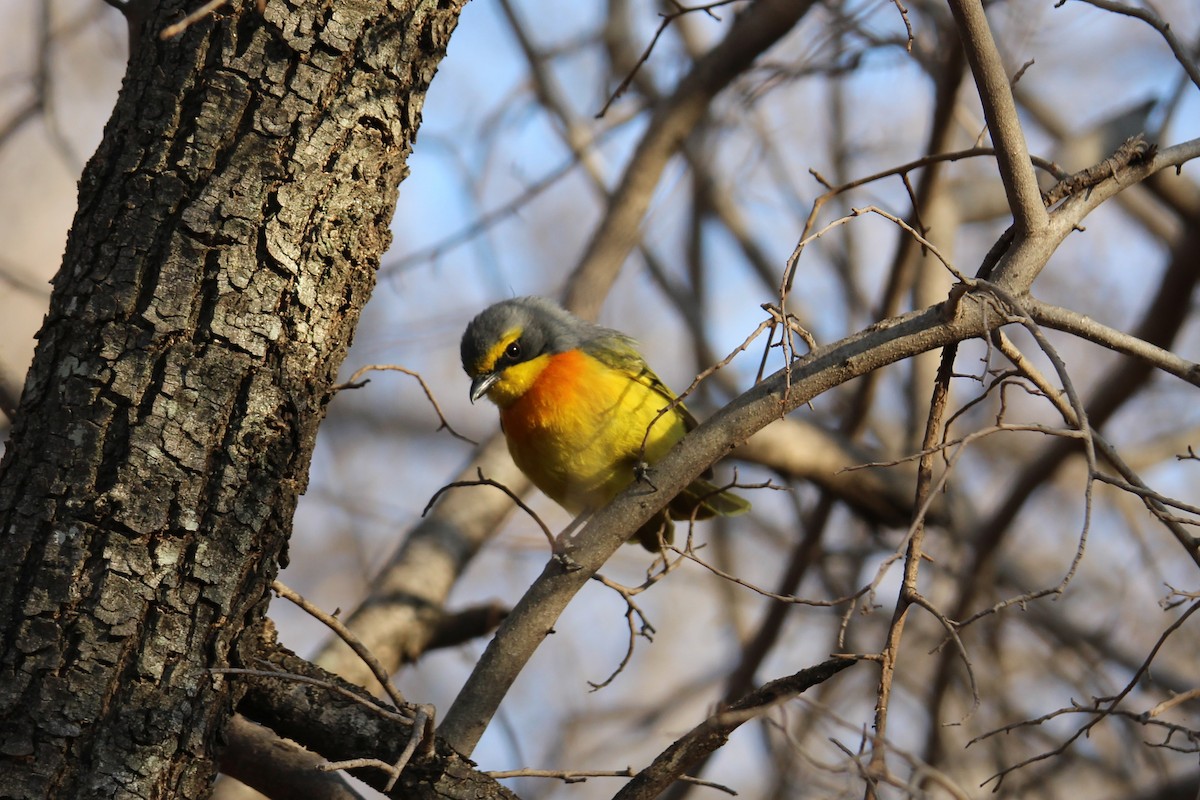 Sulphur-breasted Bushshrike - ML624116724