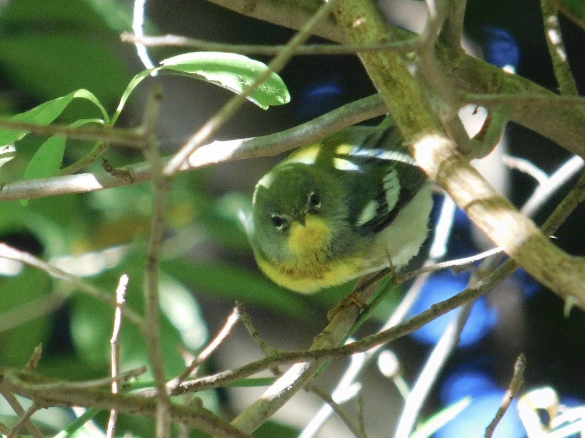 Northern Parula - ML624116725