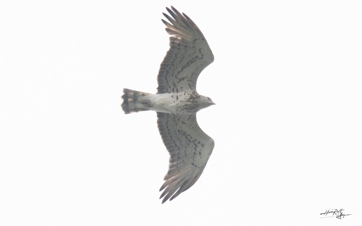 Short-toed Snake-Eagle - ML624116726