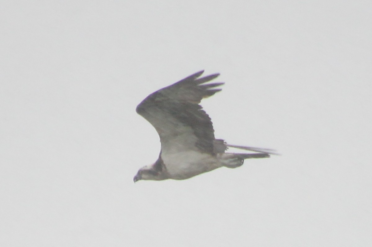 Águila Pescadora - ML624116727