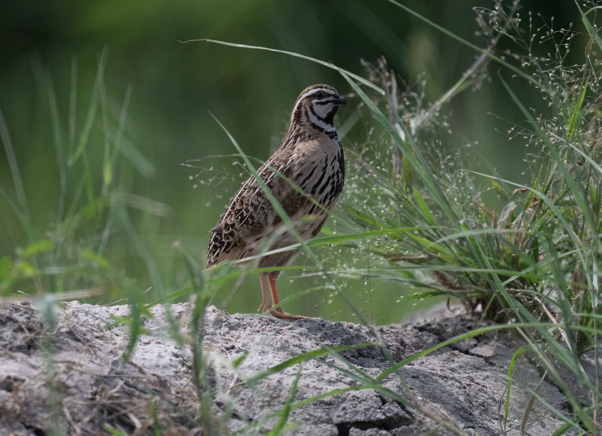 Rain Quail - ML624116728