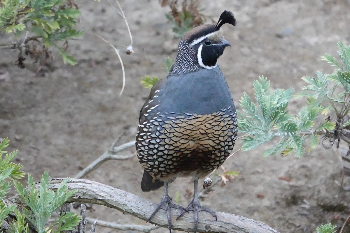 California Quail - ML624116729