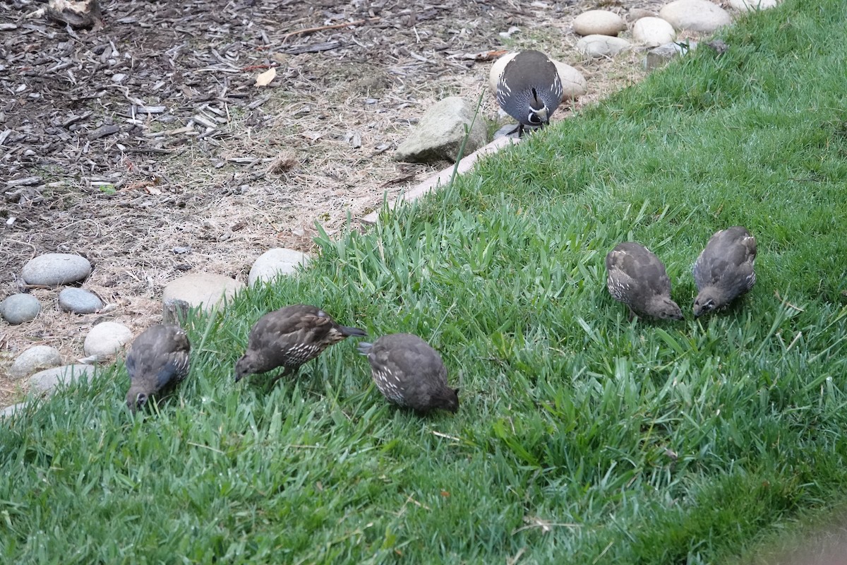 California Quail - ML624116730