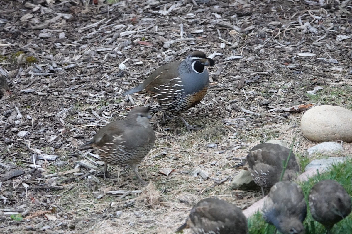 California Quail - ML624116731