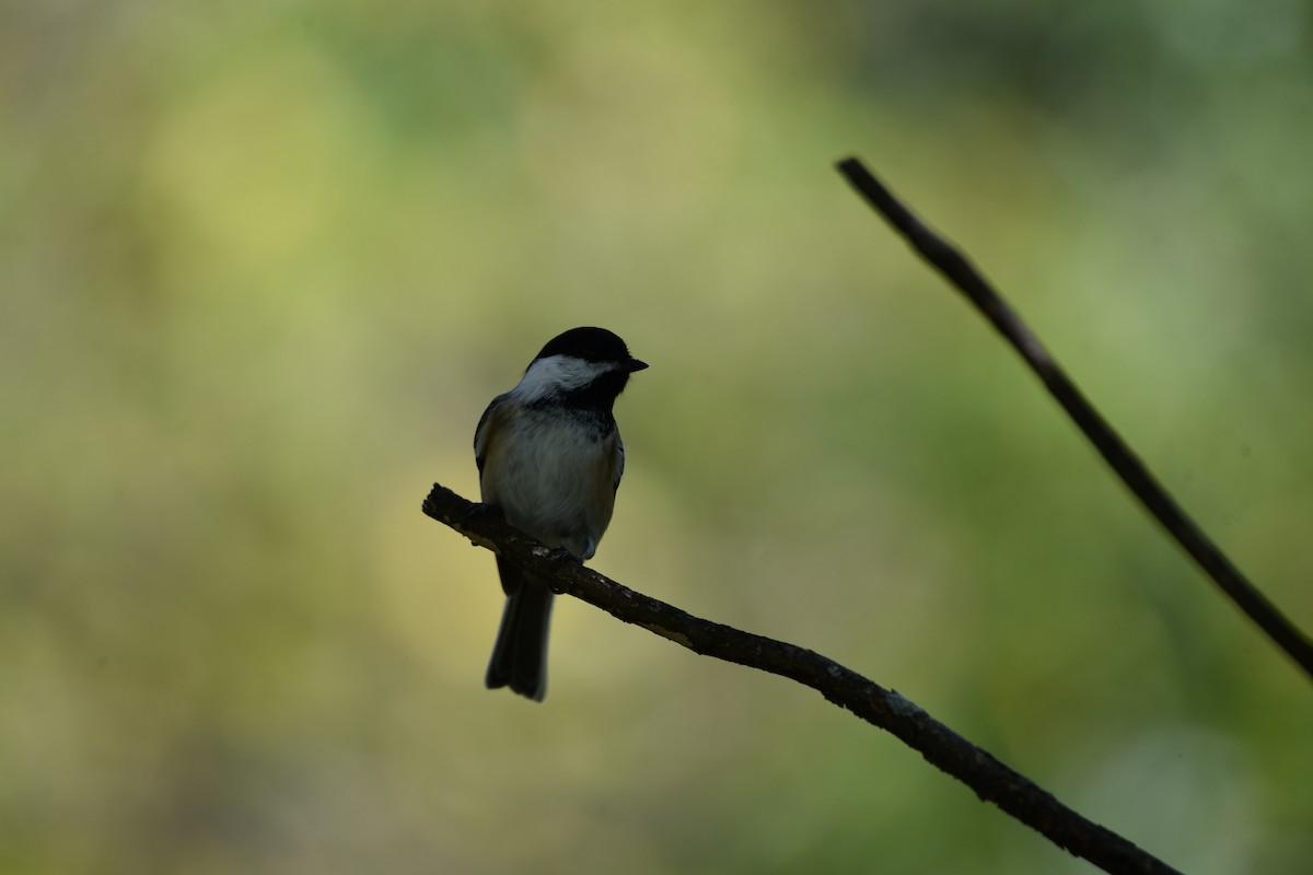 Black-capped Chickadee - ML624116732