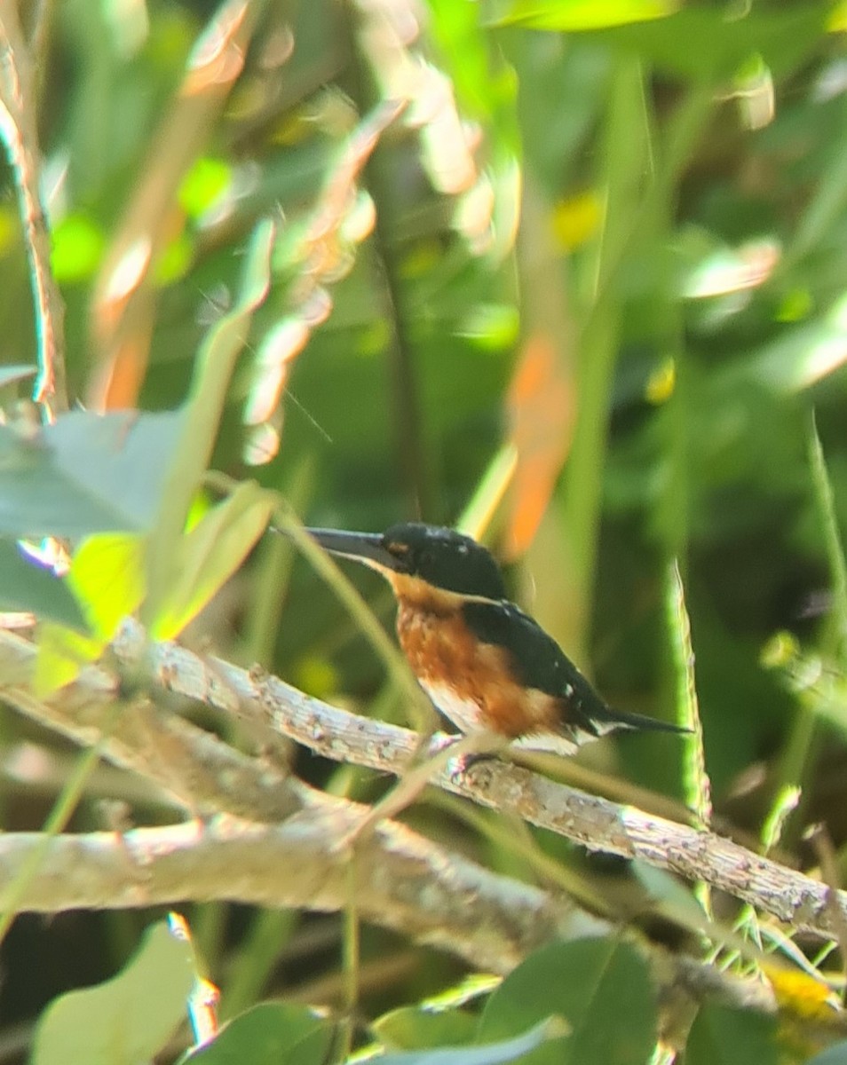 American Pygmy Kingfisher - ML624116733