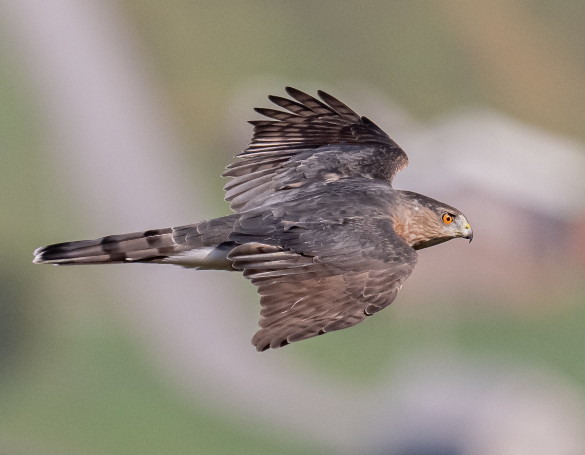 Cooper's Hawk - ML624116735