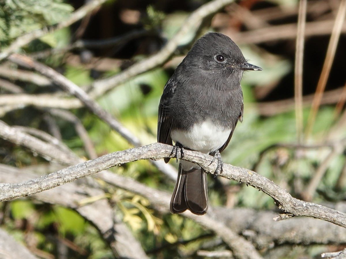 Mosquero Negro - ML624116738