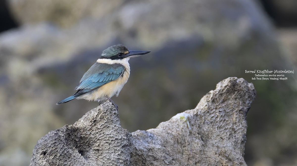 Sacred Kingfisher (Australasian) - ML624116739