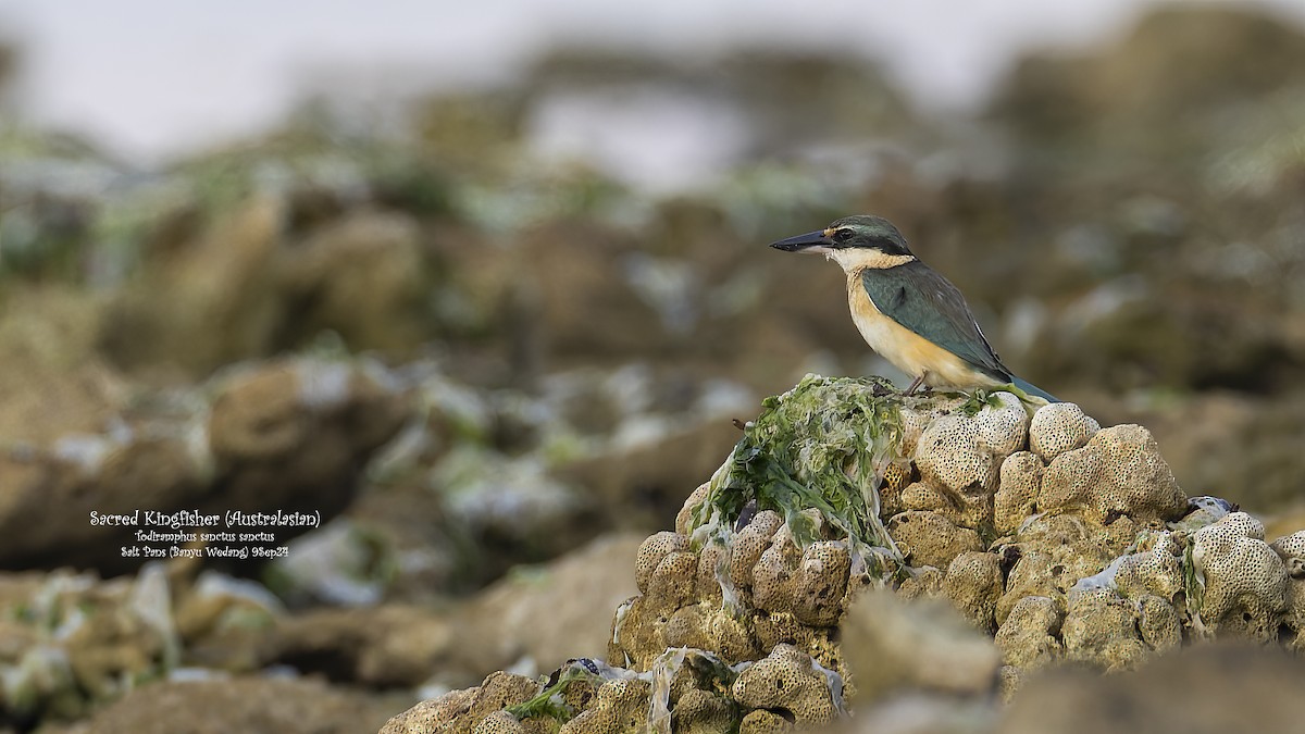 Sacred Kingfisher (Australasian) - ML624116740